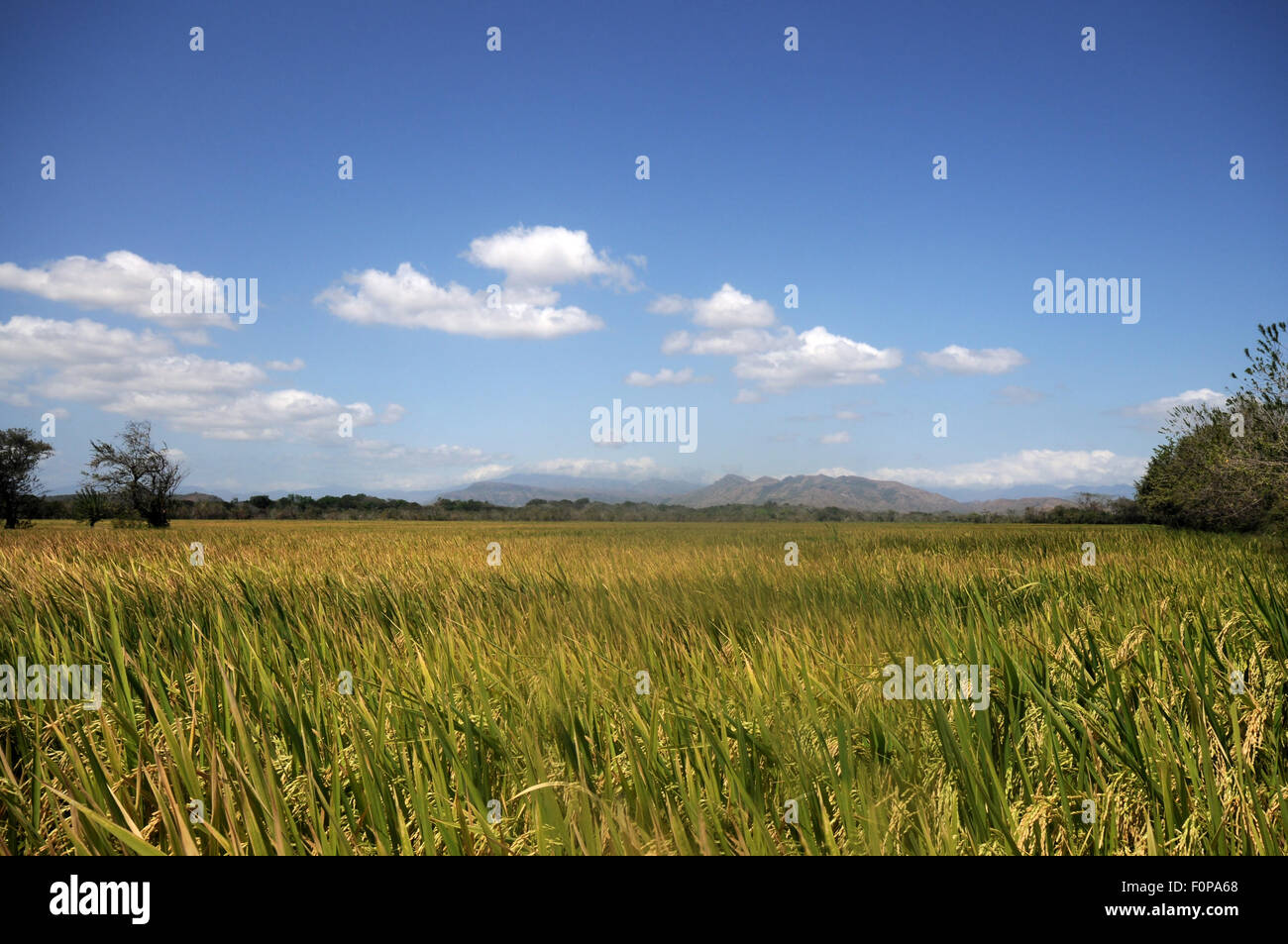Rice field with mountains in the background and a blue sky Stock Photo ...