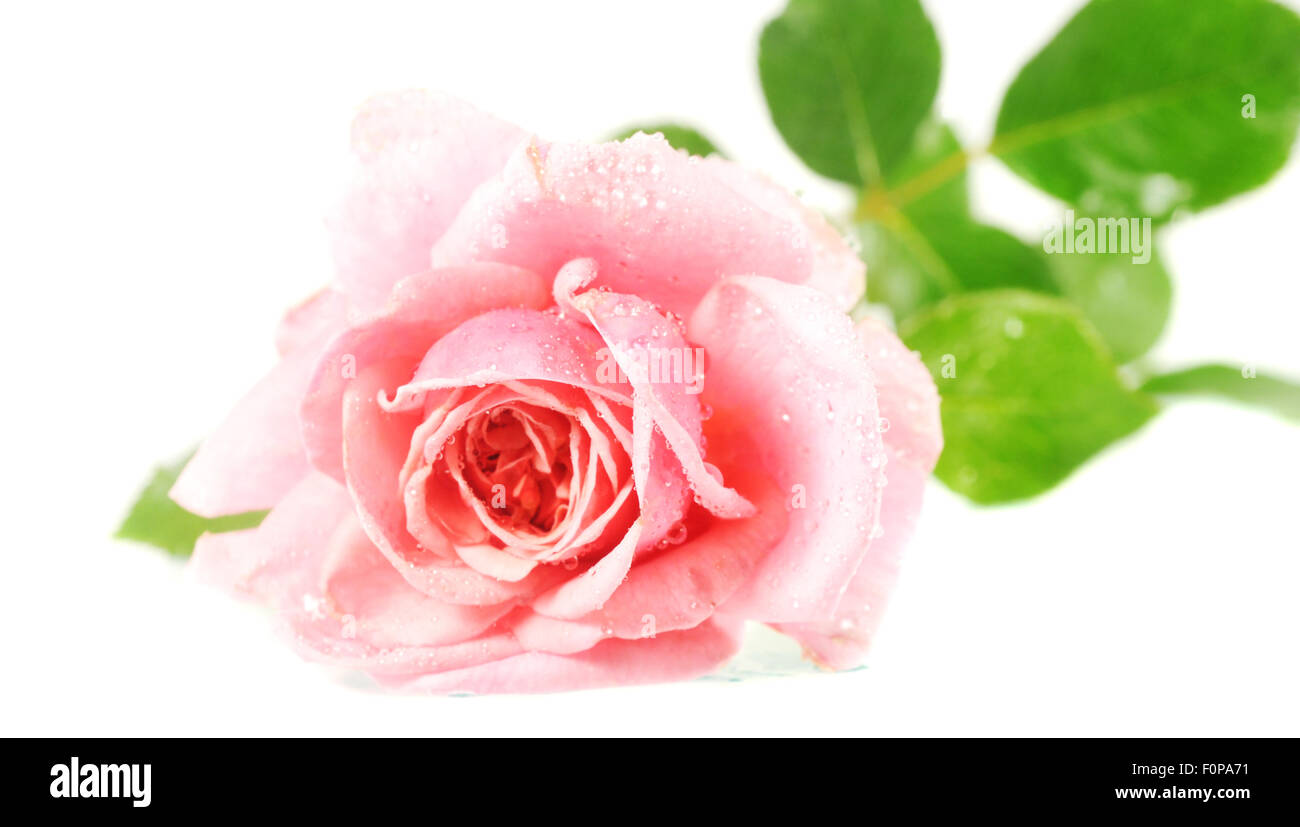 84,700+ Rose Stem Stock Photos, Pictures & Royalty-Free Images - iStock