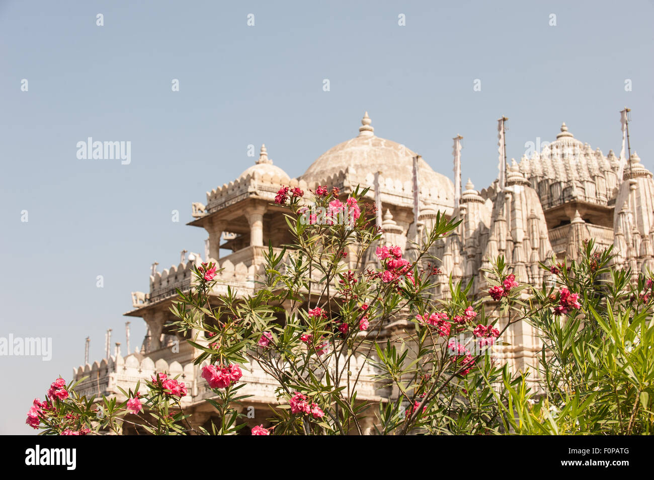 India; road from Udaipur to Jodhpur. Ranakpur Jain Temple and pink  Oleander flowers. Stock Photo