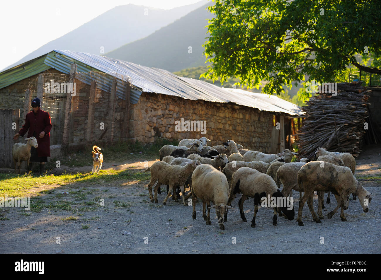 Farmer driving flock of sheep out in the morning, Lesser Lake Prespa, Lake Prespa National Park, Albania, June 2009 Stock Photo