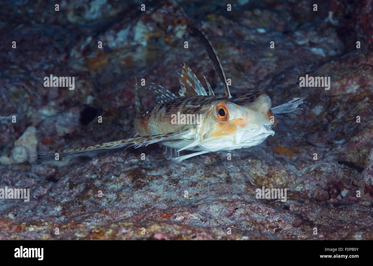 CLOSE-UP FACE VIEW OF HELMET GURNARD SWIMMING CLOSE TO CORAL REEF BOTTOM Stock Photo