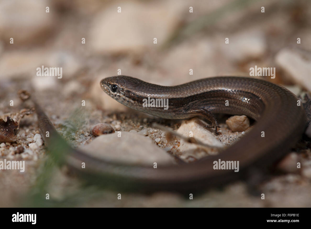 Snake eyed skink (Ablepharus kitaibelii) The Peloponnese, Greece, May 2009 Stock Photo