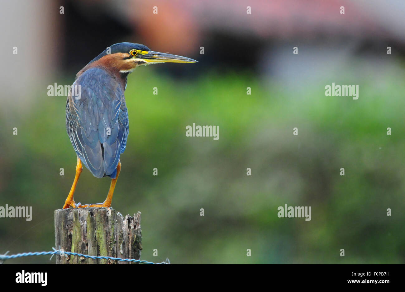 Beautiful Green Heron (Butorides virescens) perched on a fence post Stock Photo