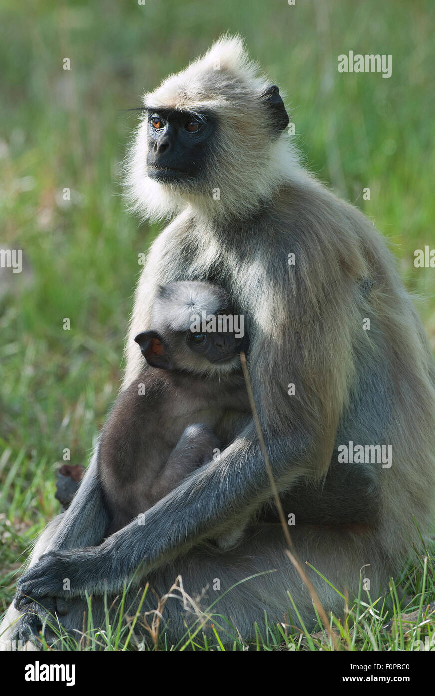 Common Langur ( Presbytis entellus ) mother and young in Bandipur national park in India Stock Photo