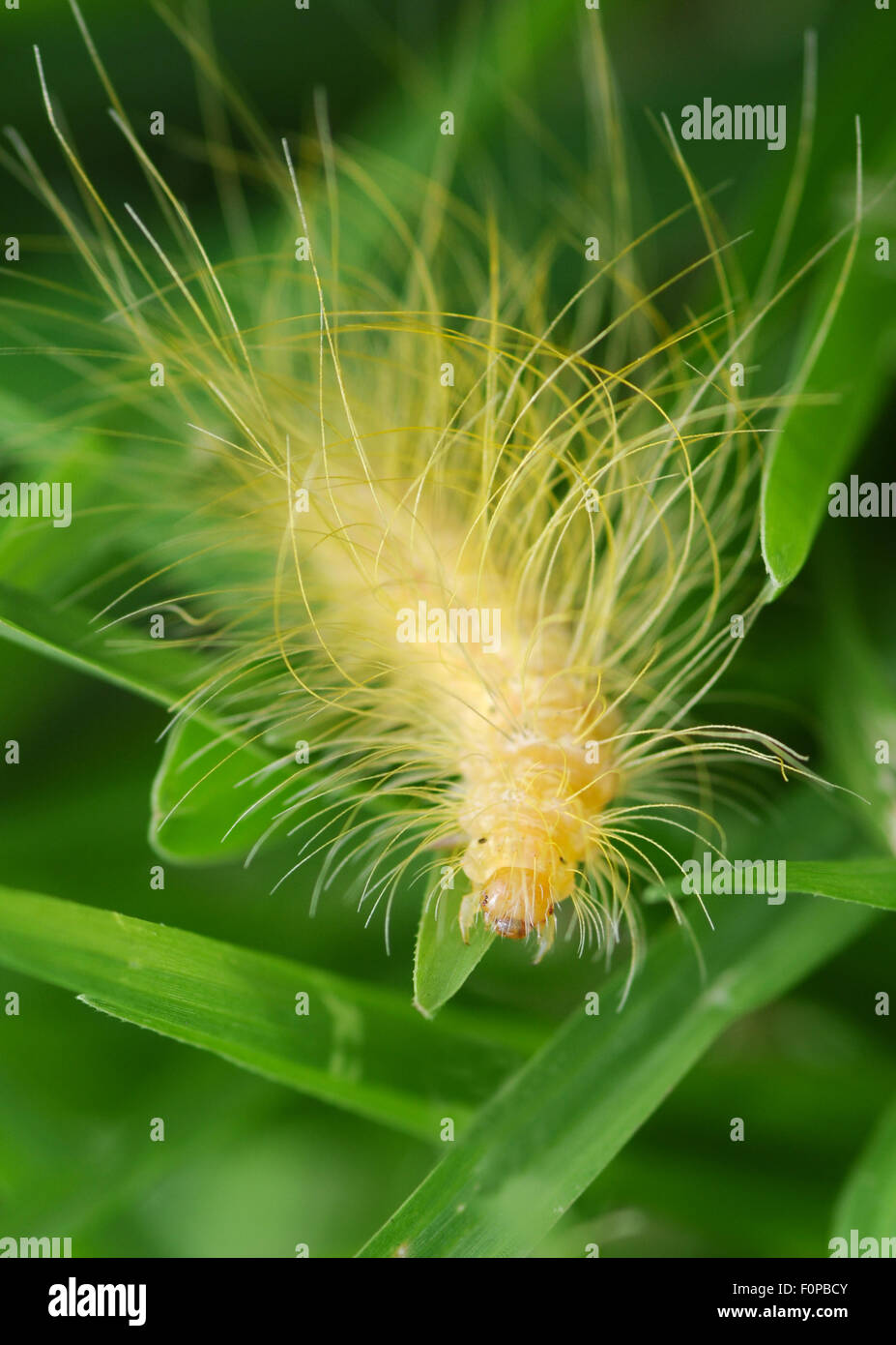 Small moth larva crawling around the grass Stock Photo Alamy