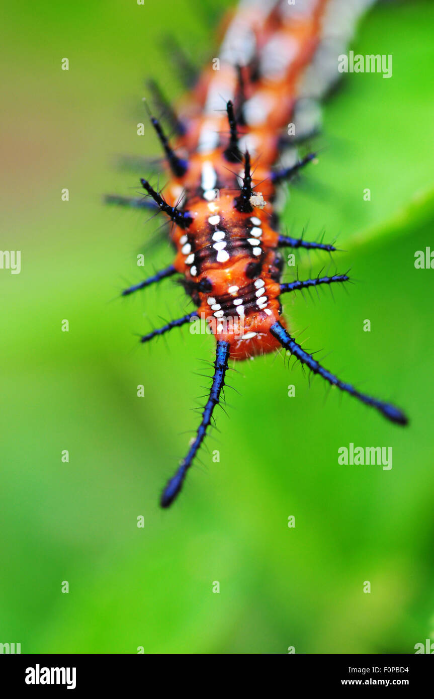Macro shot of a butterfly caterpillar over a leaf Stock Photo - Alamy