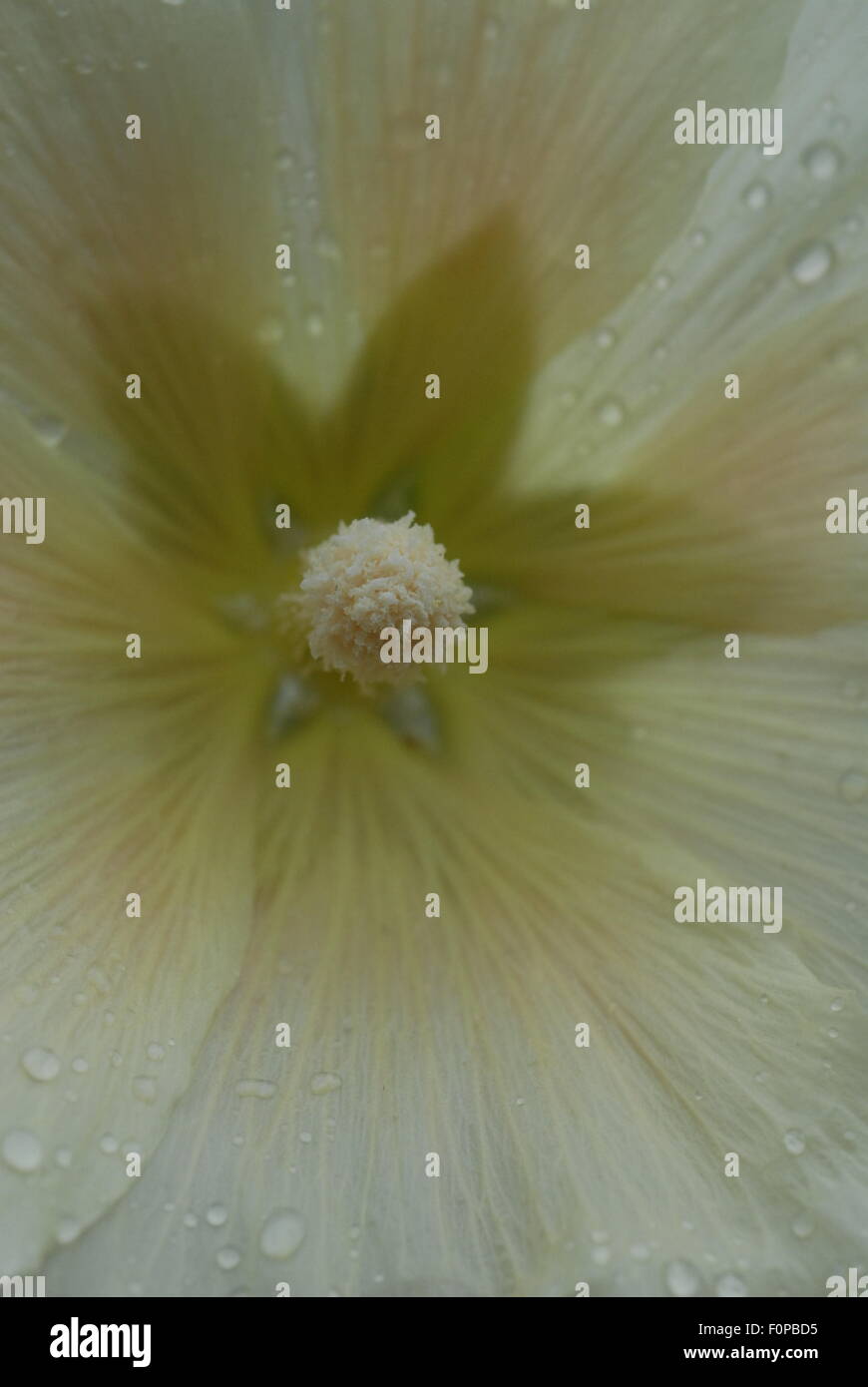 White cream hollyhocks hi-res stock photography and images - Alamy