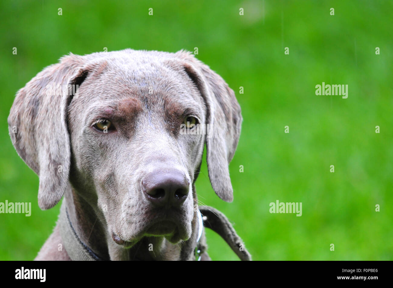 do weimaraners eyes stay blue