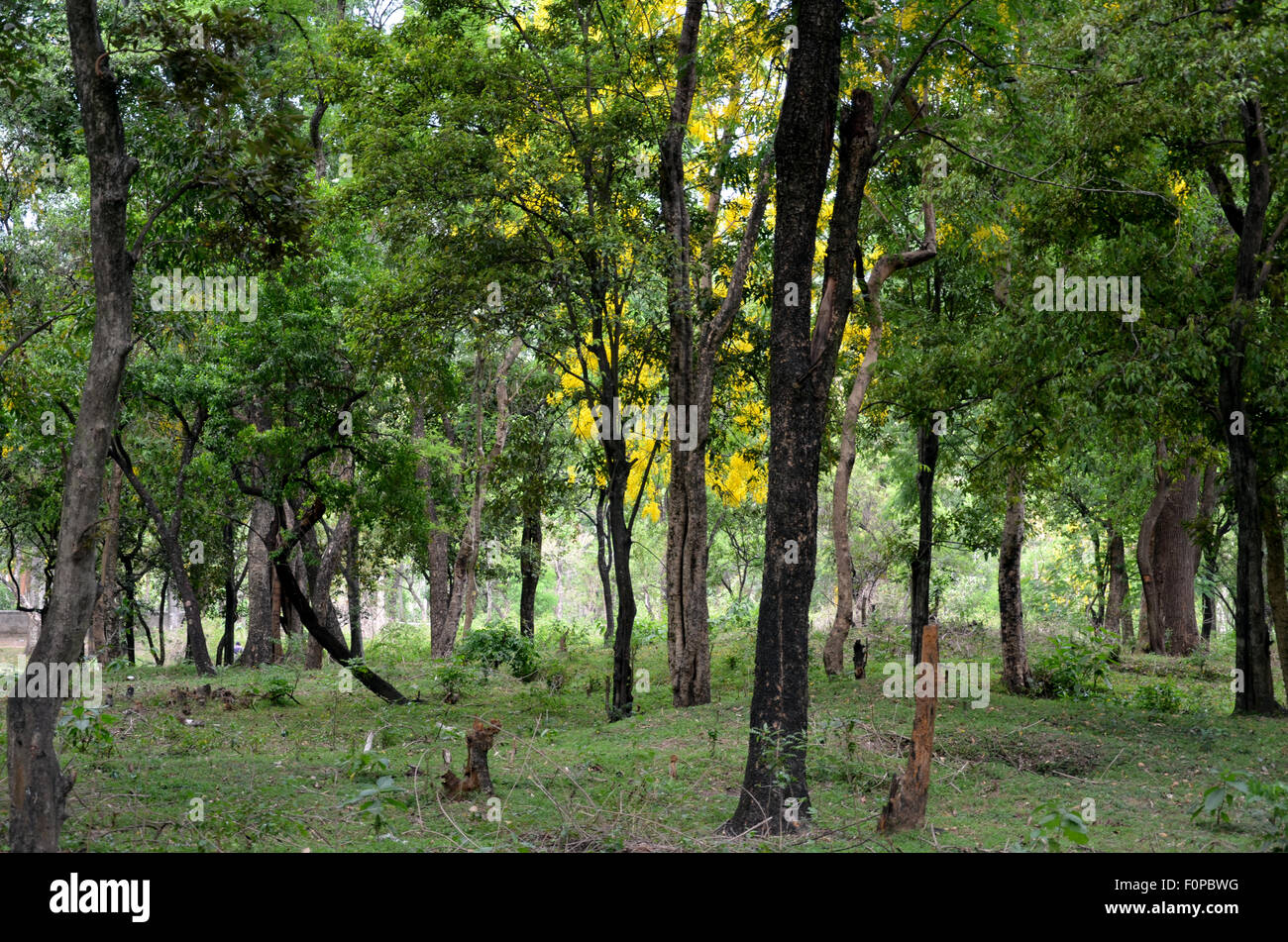 Sandalwood forest hires stock photography and images Alamy