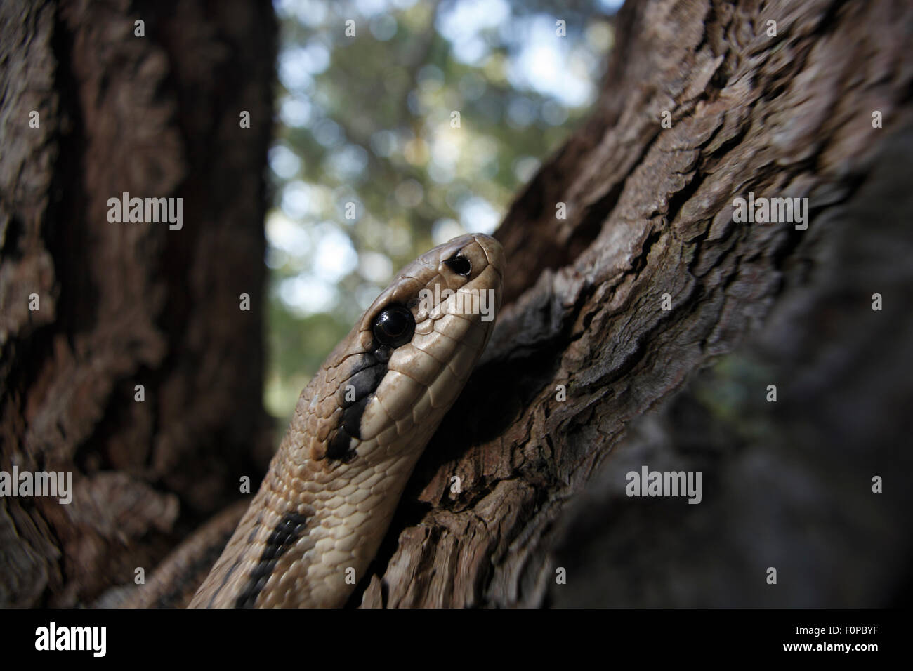Four-lined snake (Elaphe quatuorlineata) climbing tree, Patras area, The Peloponnese, Greece, May 2009 Stock Photo