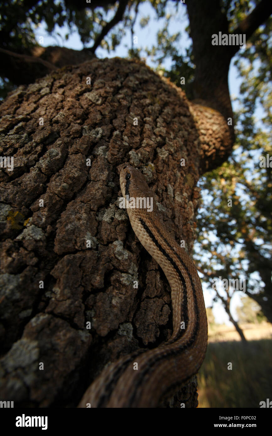 Four lined snake (Elaphe quatuorlineata) climbing tree, Patras area, The Peloponnese, Greece, May 2009 Stock Photo