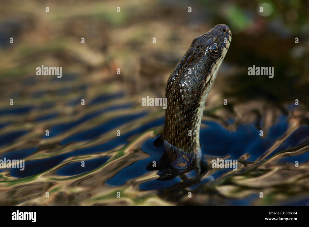 Dice snake (Natrix tesselata) hunting for small fish and tadpoles in a lake, Patras area, The Peloponnese, Greece, May 2009 Stock Photo