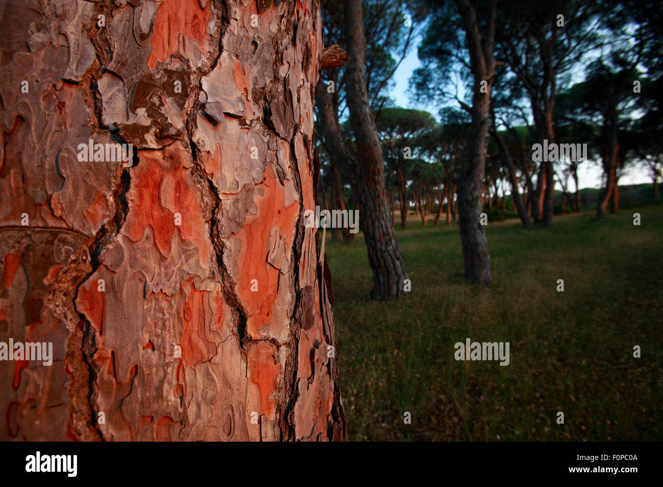 Pine forest (Pinus sp) in wetland, Patras area, The Peloponnese, Greece, May 2009 Stock Photo