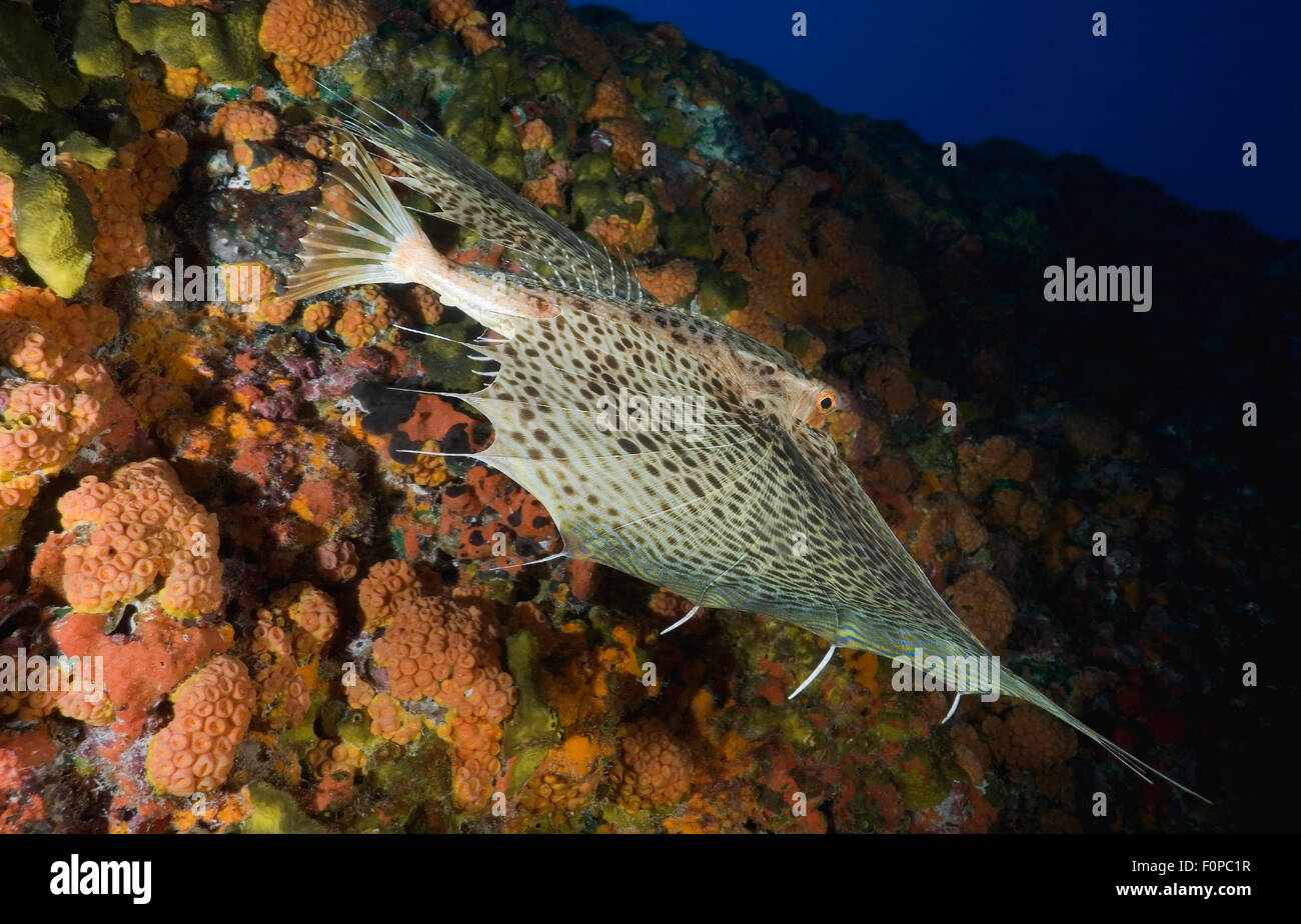 CLOSE-UP VIEW OF HELMET GURNARD SWIMMING ON CORAL REEF Stock Photo