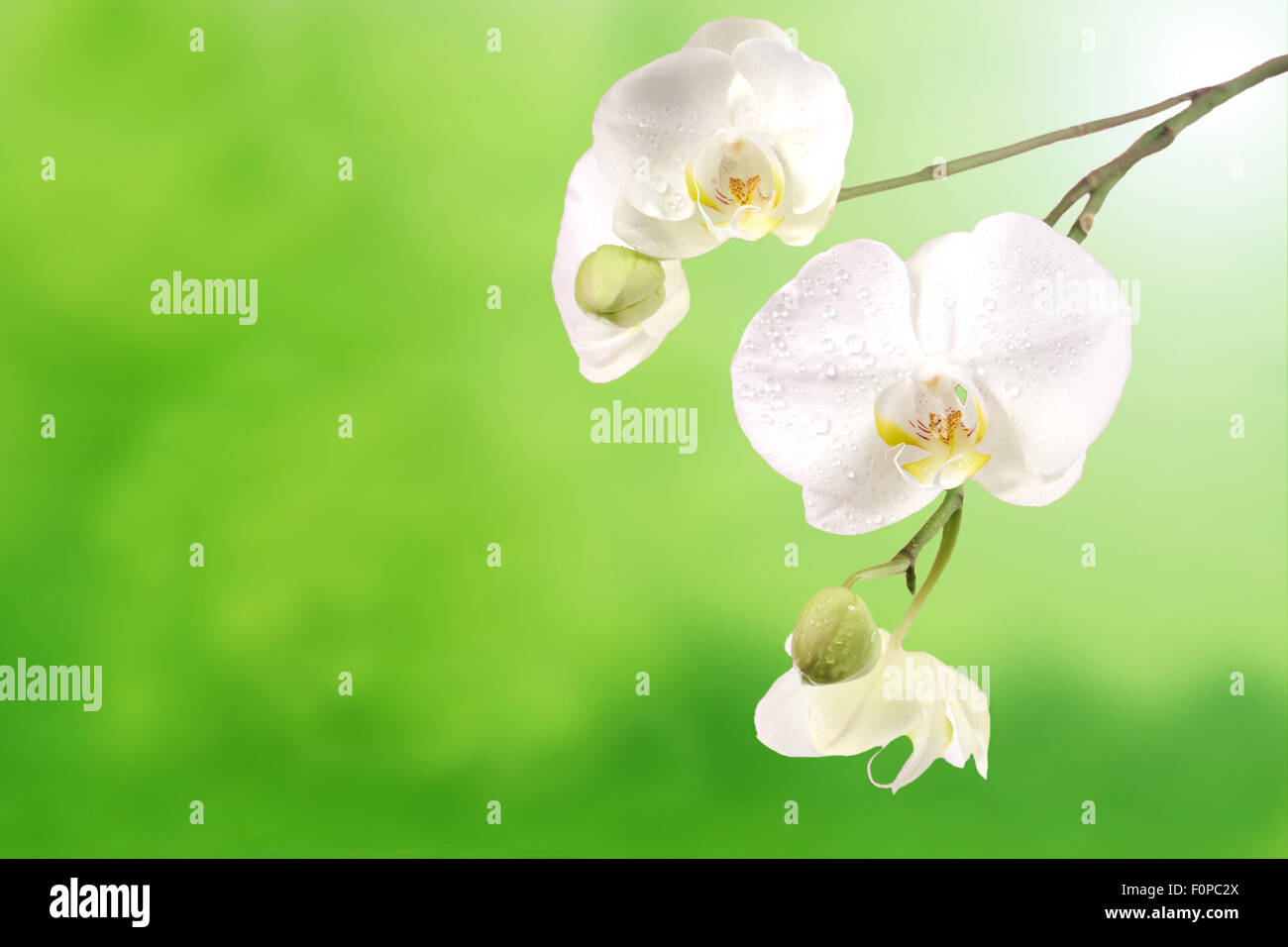 White orchid flowers isolated on a green background Stock Photo Alamy