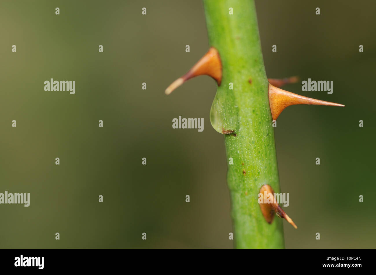 Rose thorn background hires stock photography and images Alamy