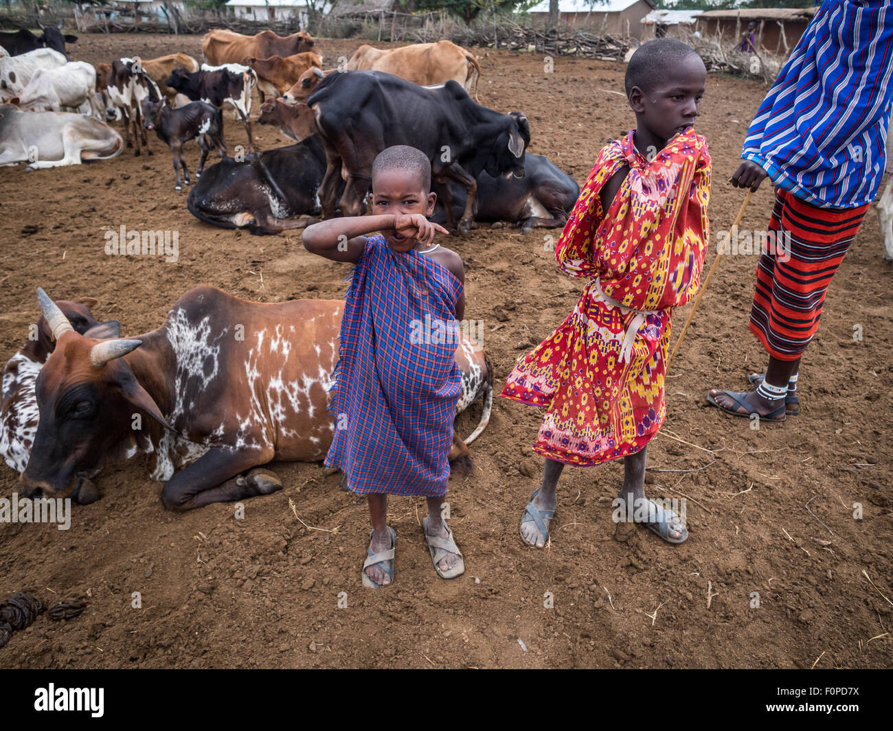Children with their cattle in Maasai boma (village) in Tanzania, Africa. Stock Photo