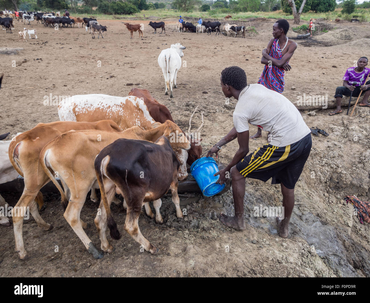 Man giving water to his cattle in Tanzania, Africa Stock Photo Alamy