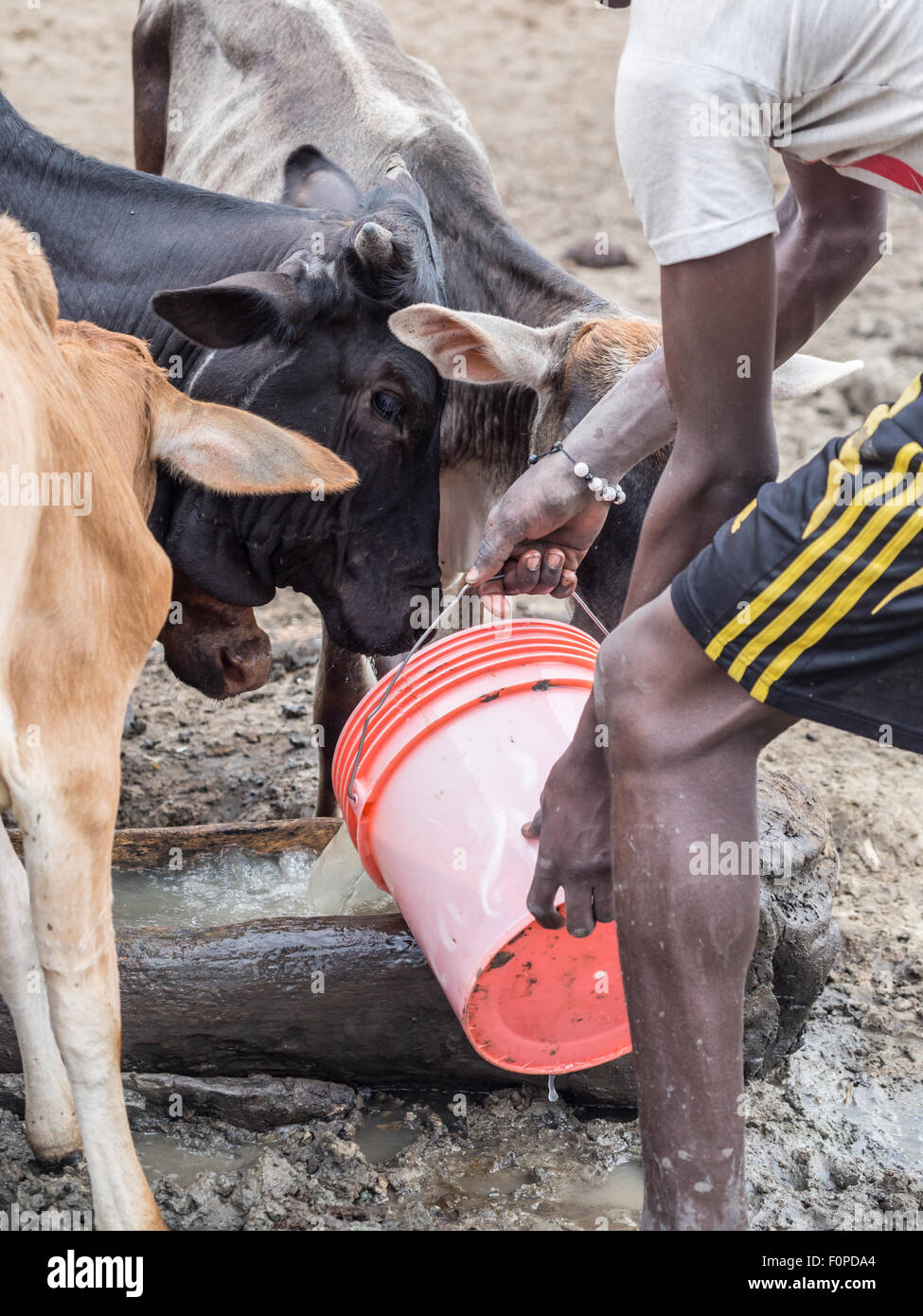 Cattle drinking water africa hires stock photography and images Alamy