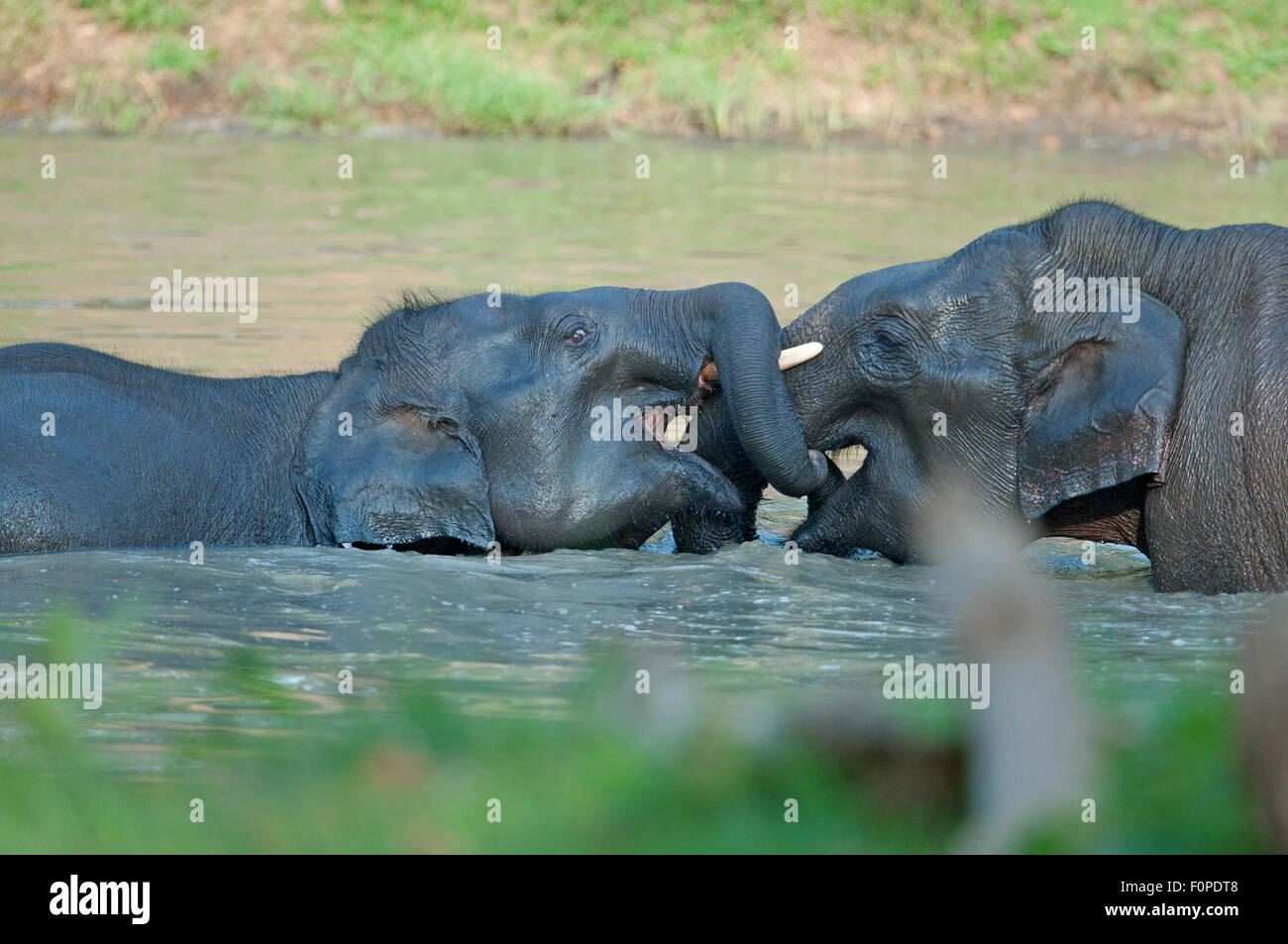 Tusker playing in  waterhole ( Elephas maximus ) in Bandipur national park Stock Photo