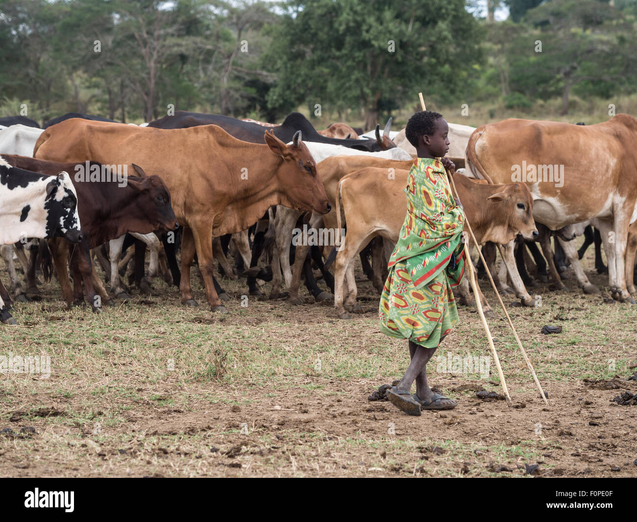Maasai young herdboy with his livestock in Tanzania, Africa. Stock Photo