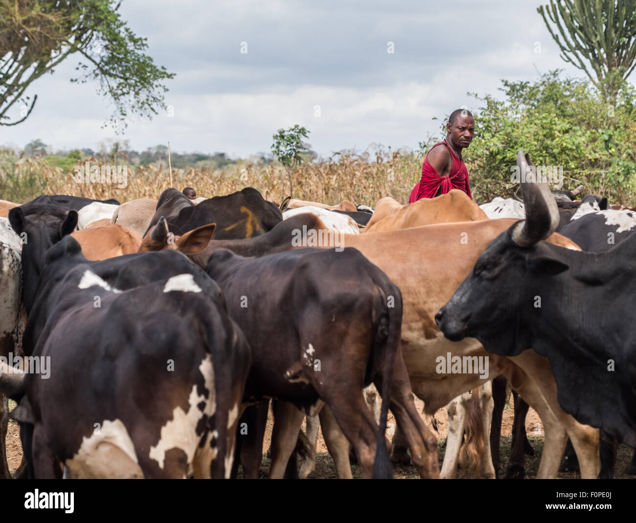 Maasai herder with his livestock in Tanzania, Africa. Stock Photo