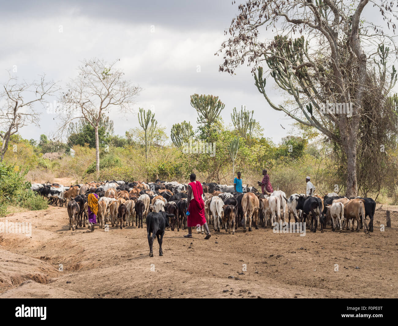Maasai herders with their livestock in Tanzania, Africa. Stock Photo