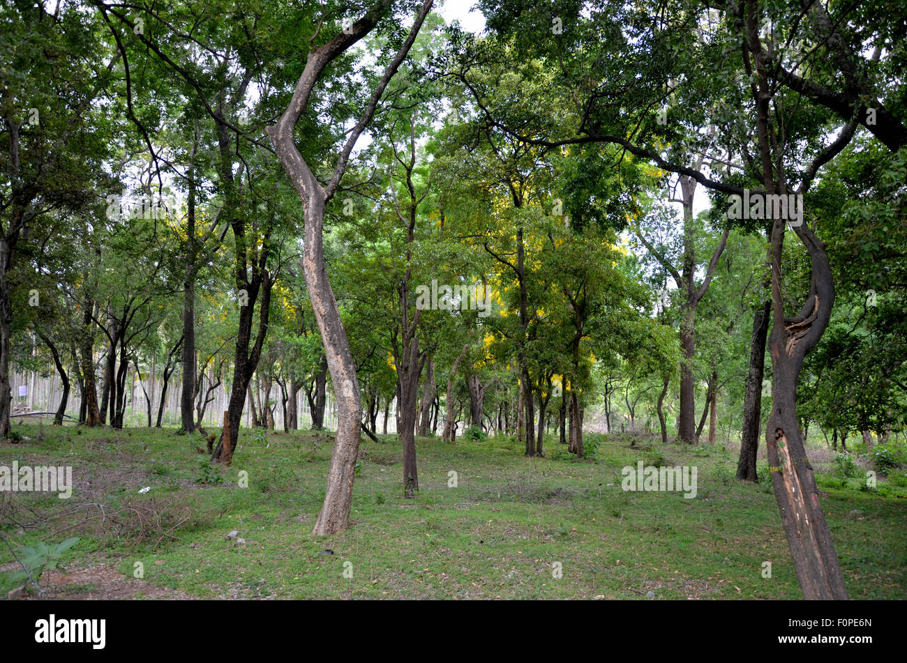 Sandalwood Forest Stock Photo