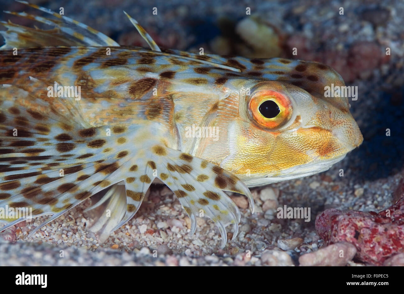 CLOSE-UP VIEW OF HELMET GURNARD WAITING ON CORAL REEF BOTTOM Stock Photo