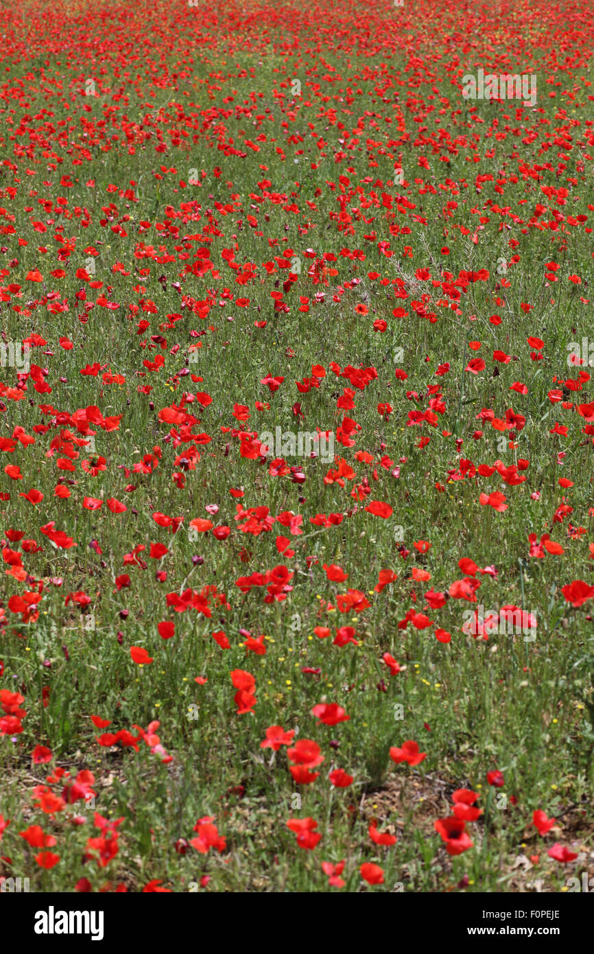 Poppies provence france hi-res stock photography and images - Alamy