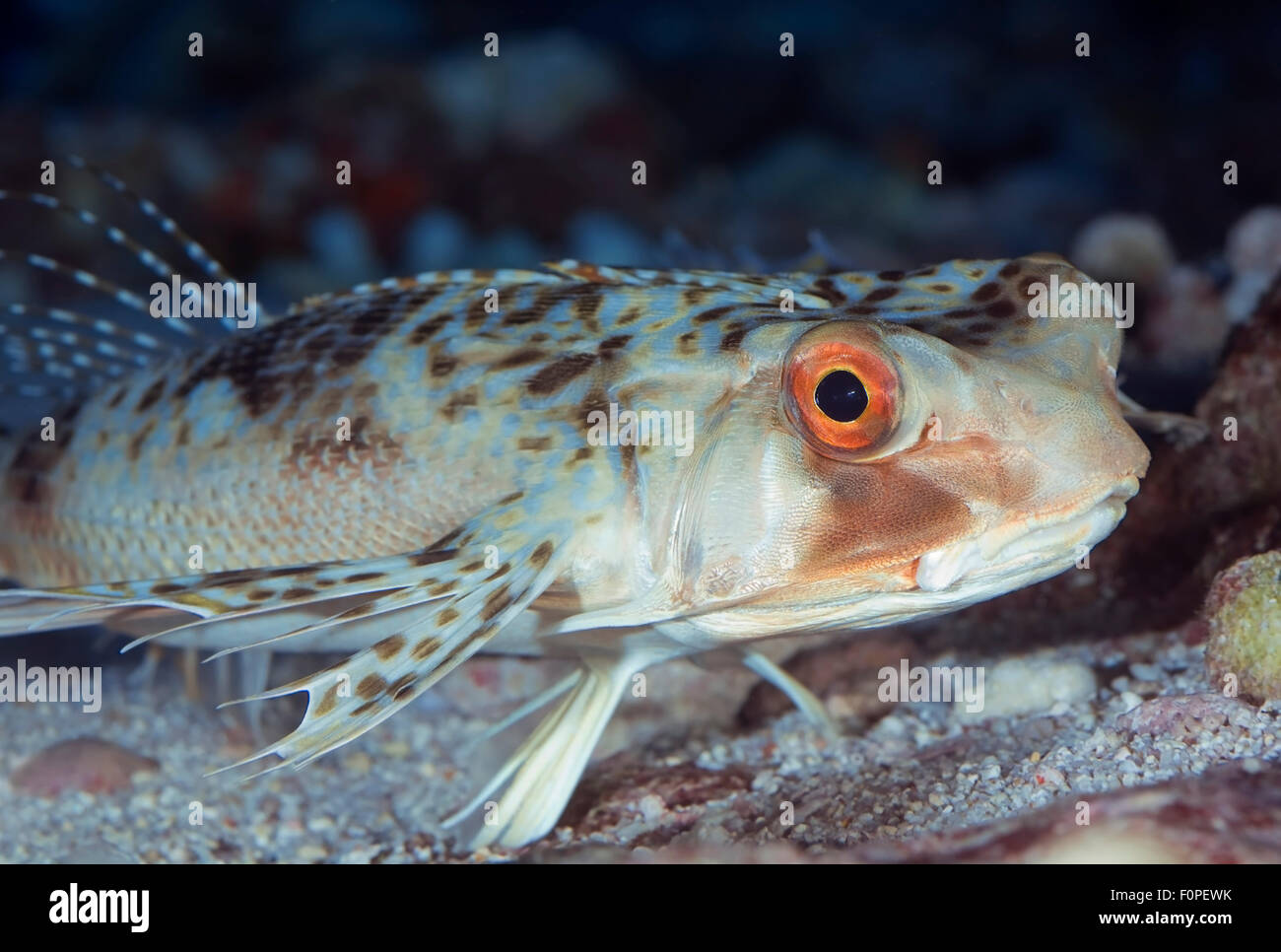 CLOSE-UP VIEW OF HELMET GURNARD HEAD WAITING ON CORAL REEF BOTTOM Stock Photo