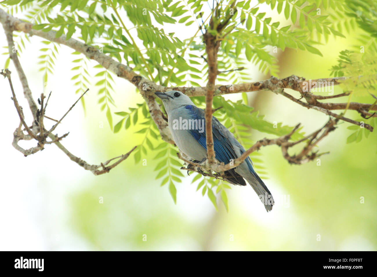 Blue-gray Tanager (Thraupis episcopus) perched on a tre branch Stock Photo