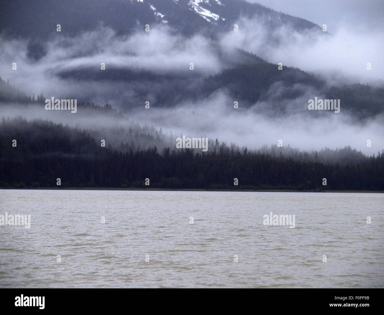 Southeast Alaska Forest Stock Photo