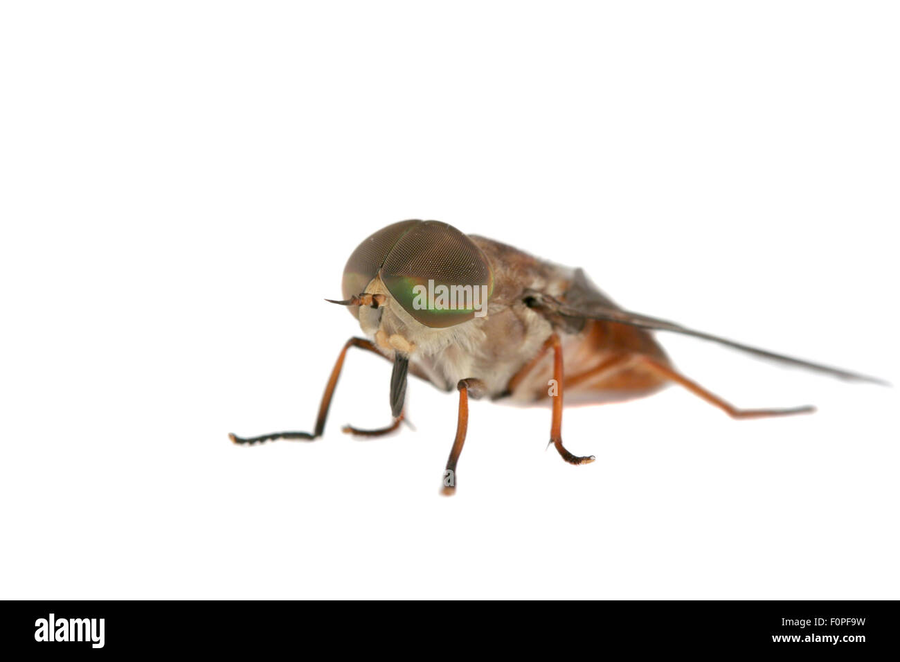 A house fly isolated on white with focus on the eyes Stock Photo