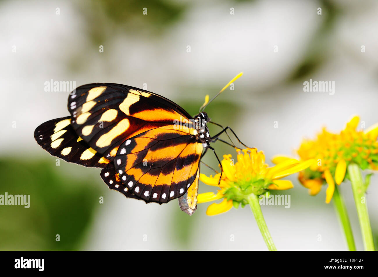 Tiger-Mimic Queen (Lycorea cleobaea) butterfly posed on a flower feeding Stock Photo