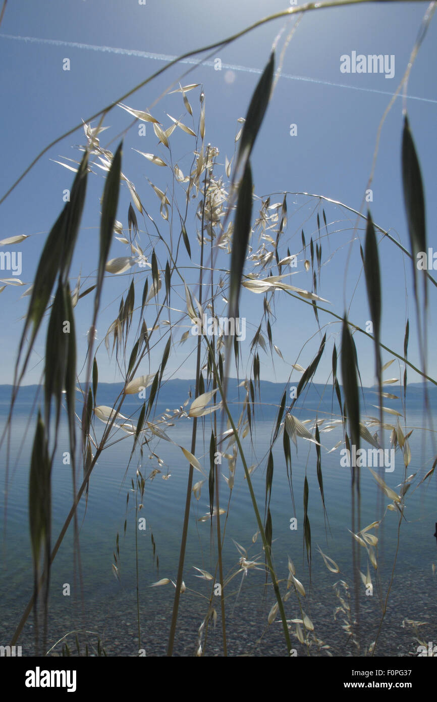 Wild oat grass (Avena fatua) growing along the side of Lake Ohrid, Lagadin region, Galicica National Park, Macedonia, June 2009 Stock Photo
