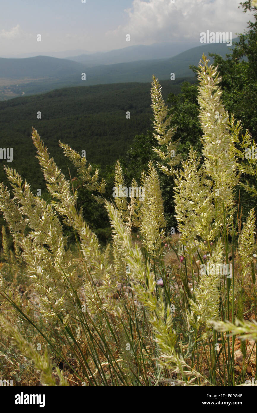 Mountain pasture with Golden oat grass (Trisetum flavescens) and oak forest above Stenje village, west shore of Lake Macro Prespa, view south towards Albania, Galicica National Park, Macedonia, June 2009 Stock Photo