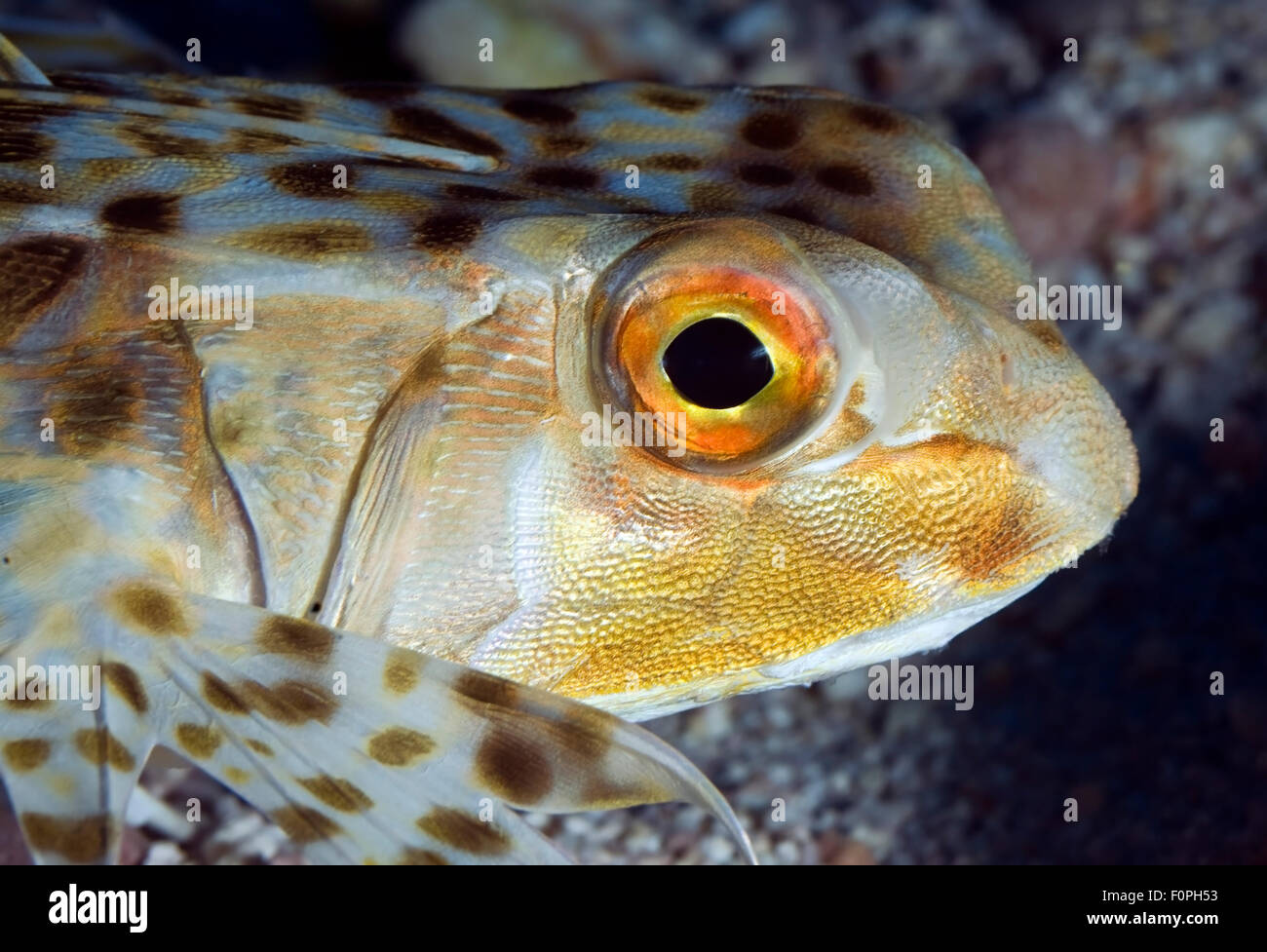 CLOSE-UP VIEW OF HELMET GURNARD ON CORAL REEF Stock Photo
