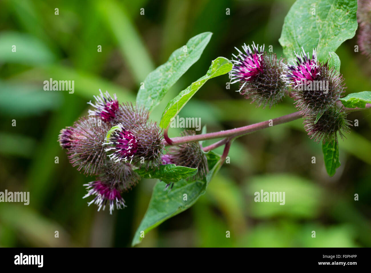 Summer thistle like blooms of the lesser burdock, Arctium minus, an UK