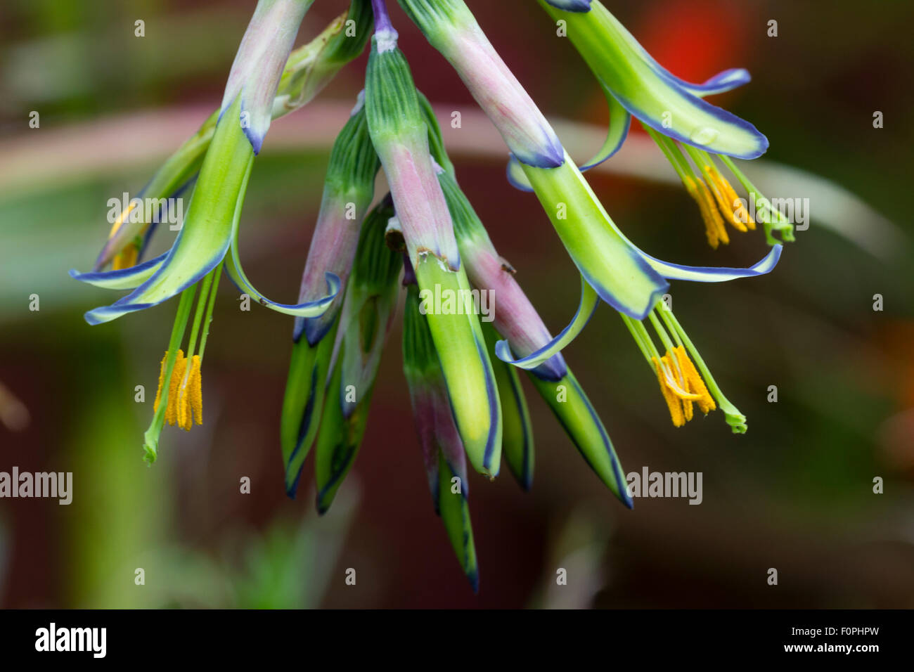 Flowers of the variegated terrestrial bromeliad, Billbergia nutans 'Variegata' Stock Photo