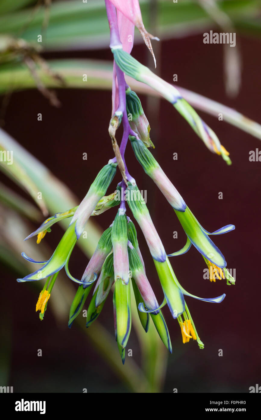 Flowers of the variegated terrestrial bromeliad, Billbergia nutans 'Variegata' Stock Photo