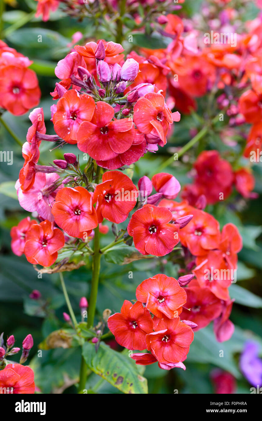 Scented flowers of the hardy perennial, Phlox paniculata 'Prince of Orange' Stock Photo