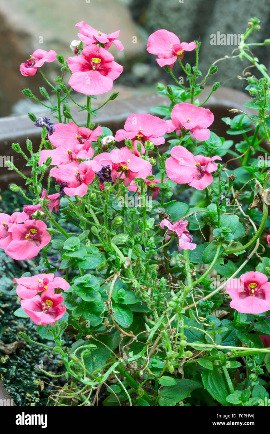 Pink diascia flowers Stock Photo