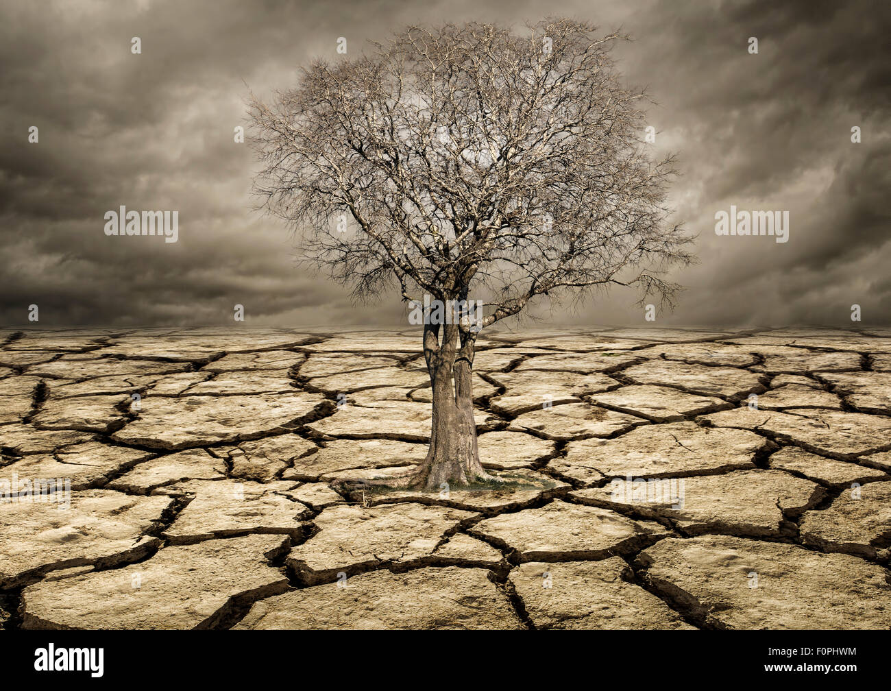 Global warming concept. Lonely  tree under dramatic Clouds Stock Photo