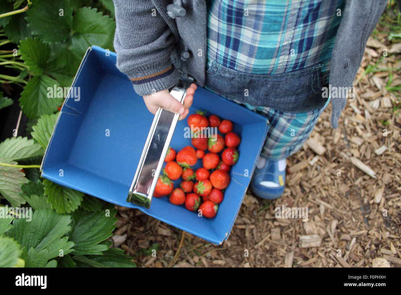 Toddler picking strawberries, Hendrewennol fruit farm, Bonvilston, Cowbridge, Vale of Glamorgan, Wales. UK Stock Photo