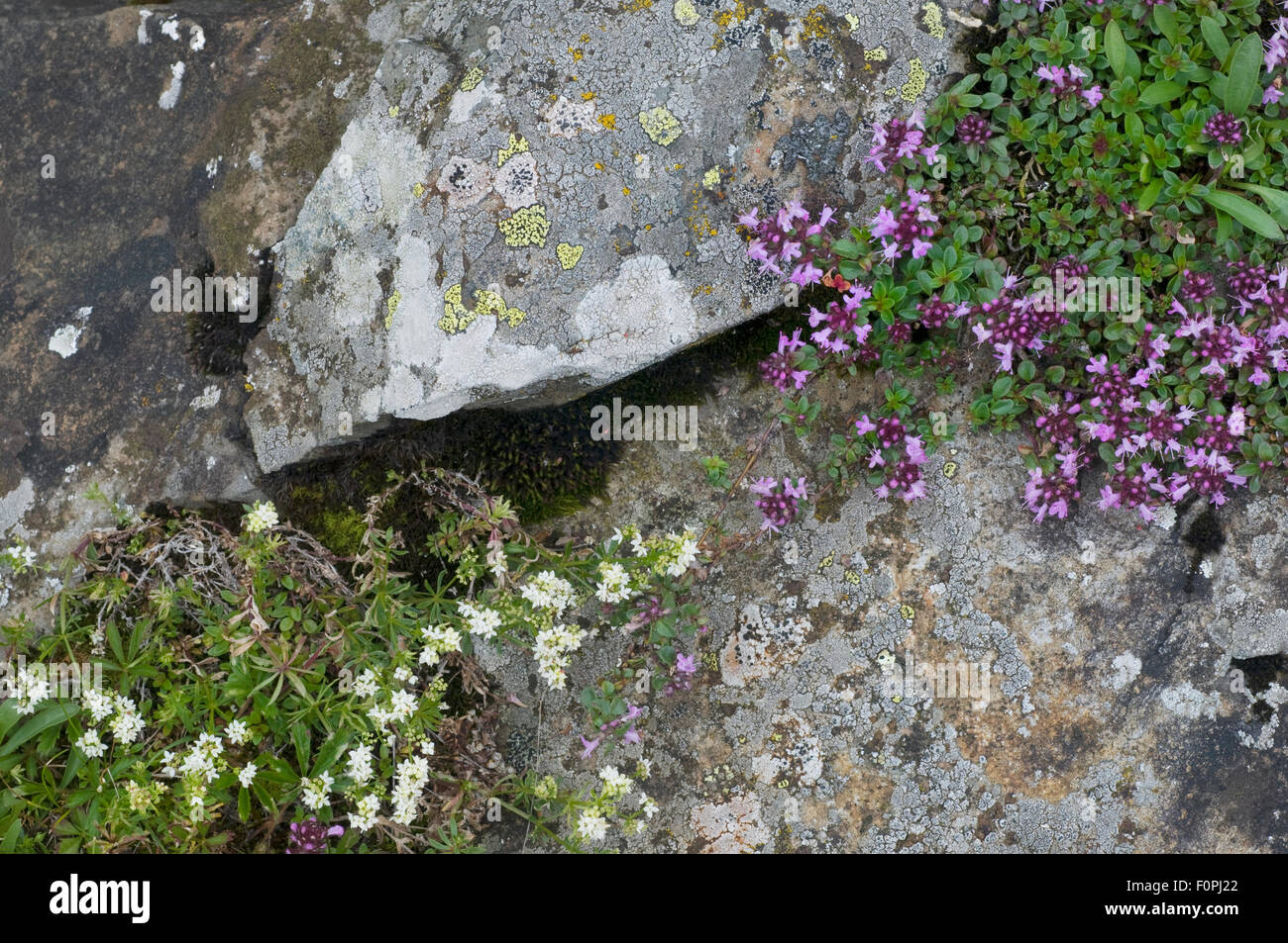 Wild thyme (Thymus polytrichus) and a Brassica in flower, Liechtenstein, June 2009 Stock Photo