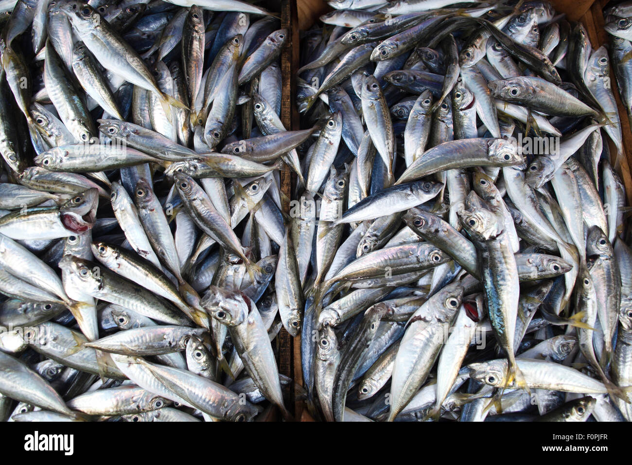 Anchovy small fish known locally as 'Hamsi', Trabzon, Black Sea port of Trabzon, Trabzon
