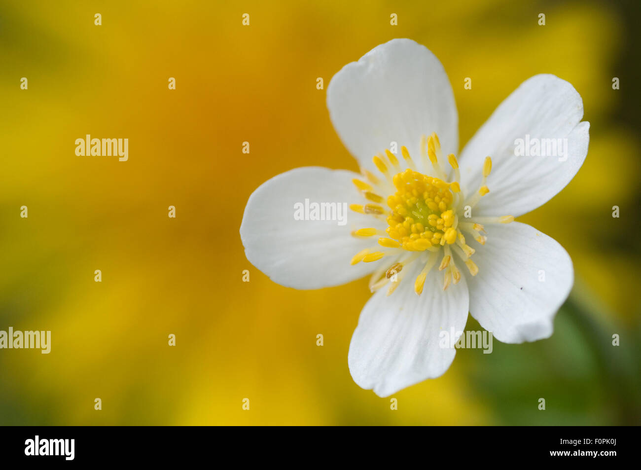 Large white buttercup (Ranunculus platanifolius) flower, Liechtenstein, June 2009 Stock Photo