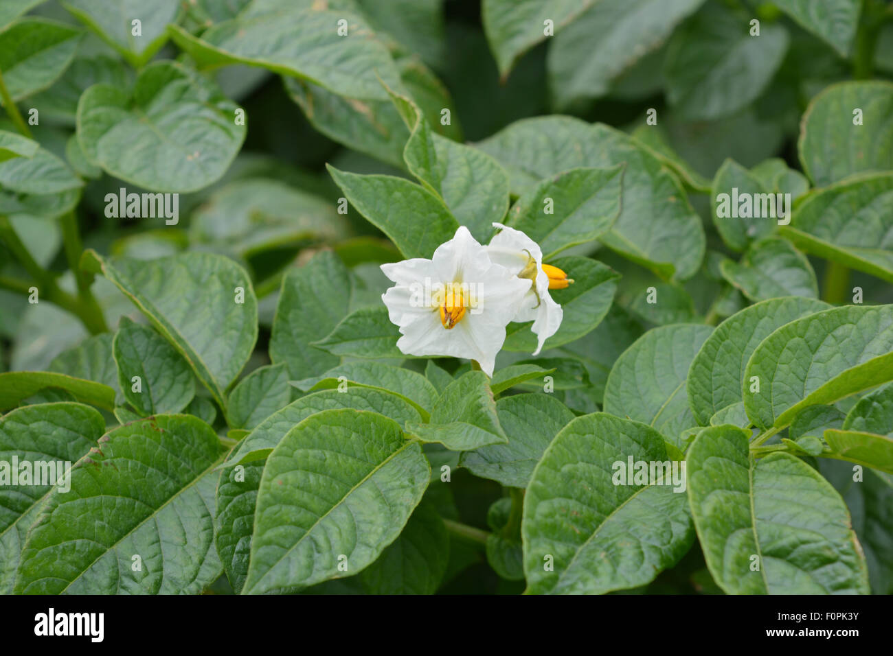 Close up of a potato plant in flower, in a field of potatoes. North Yorkshire, England. Stock Photo