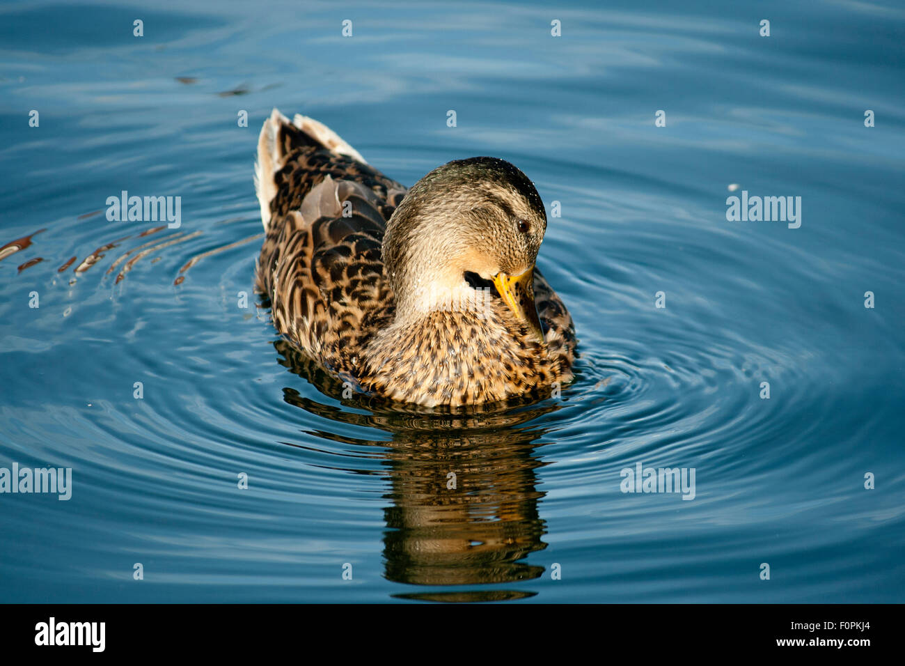 A common female mallard duck sitting on reflective rippling water. Stock Photo